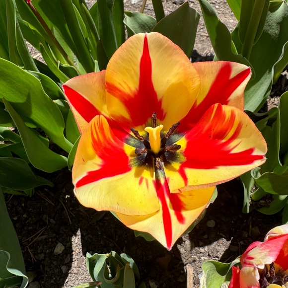 Meet your Posher, Margo - Picture 1 of 1